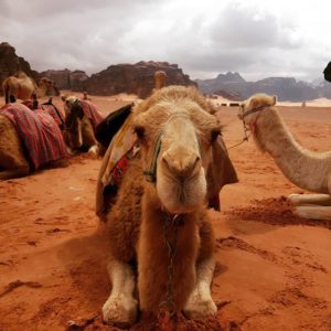 camel in wadi rum